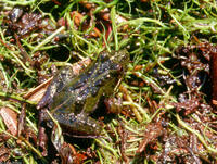 : Acris gryllus gryllus; Coastal Plain Cricket Frog
