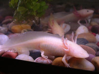 : Ambystoma mexicanum; Axolotl