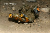 : Bombina variegata; Yellow-bellied Toad