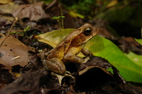 : Bufo campbelli