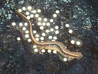 : Eurycea cirrigera; Southern Two-lined Salamander