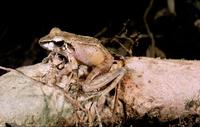 : Gephyromantis salegy; Salegy Forest Frog