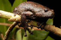 : Kaloula baleata; Smooth-fingered Narrow-mouthed Frog