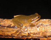 : Litoria ewingii; Brown Tree Frog