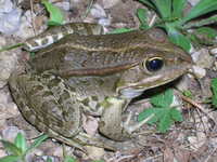 : Rana hispanica