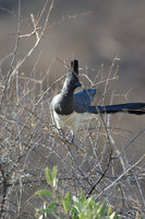 : Corythaixoides leucogaster; White Bellied Go-Away Bird