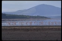 : Phoenicopterus minor; Lesser Flamingo
