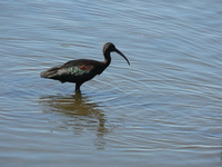 : Plegadis falcinellus; Glossy Ibis