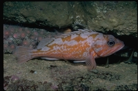 : Sebastes rosaceus; Rosy Rockfish