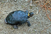 : Clemmys muhlenbergii; Bog Turtle