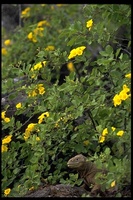 : Conolophus pallidus; Land Iguana