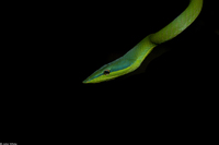 : Oxybelis fuligidus; Amazonian Vine Snake