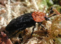 : Oeceoptoma thoracica; Rothalsige Silphe