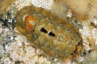 : Chaetopleura gemma; Gem Chiton