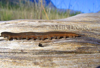 : Peripatopsis sp.; Velvet Worm