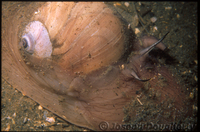 : Polinices lewisii; Lewis' Moonsnail