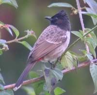 Red-vented Bulbul (Pycnonotus cafer) 2005. január 8. Ramnagar