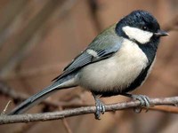 박새 Parus major | great tit