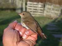 Rufous-tailed Robin, Shetland, Fair Isle 23rd Oct © Simon Mitchell