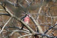 양진이 [Pallas's rosy finch]