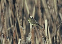 チフチャフ Eurasian Chiffchaff Phylloscopus collybita