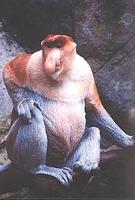 Proboscis Monkey