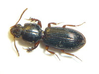 Clivina fossor