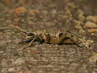 Rhagium mordax
