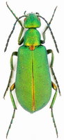 Lagorina sericea