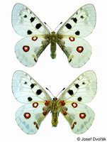 Parnassius apollo - Apollo