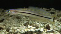 Ptereleotris grammica, Lined dartfish: aquarium
