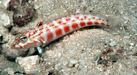 Parapercis schauinslandii, Redspotted sandperch: aquarium