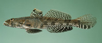 Psammogobius biocellatus, Sleepy goby: