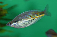 Glossolepis ramuensis, Ramu rainbowfish: