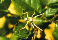 Ephippiger ephippiger