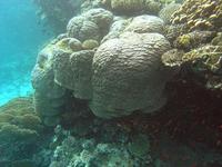 Porites lutea