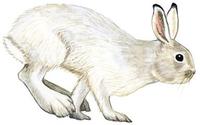 Image of: Lepus americanus (snowshoe hare)