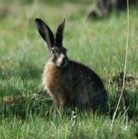 Image of: Lepus oiostolus (woolly hare)