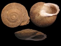 Hemicycla berkeleii