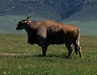 Image of: Taurotragus oryx (eland)