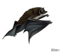Image of: Thyroptera tricolor (Spix's disk-winged bat)