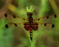 Image of: Celithemis elisa