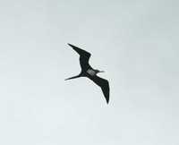 Fregata minor - Great Frigatebird