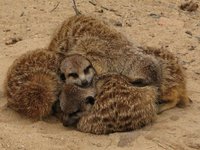 Suricata suricatta - Meerkat