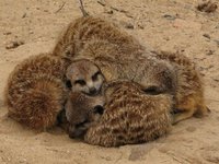 Suricata suricatta - Meerkat