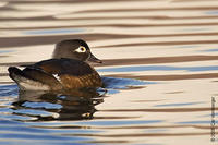 Image of: Aix sponsa (wood duck)