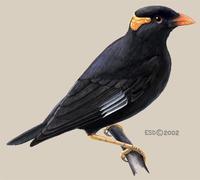 Image of: Gracula ptilogenys (Ceylon myna)