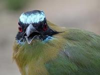 Image of: Momotus momota (blue-crowned motmot)