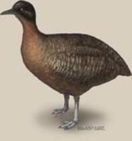 Image of: Nothocercus bonapartei (highland tinamou)