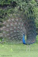 Image of: Pavo cristatus (Indian peafowl)